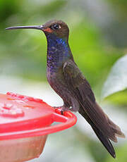 Colibri de Bouguer