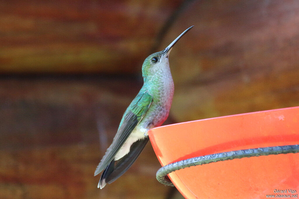 Colibri de Buffon femelle adulte