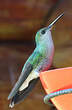 Colibri de Buffon