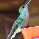 Colibri de Buffon