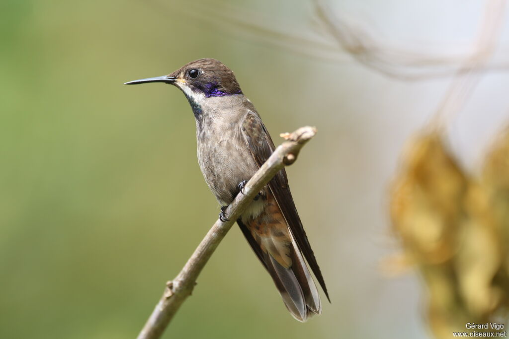 Colibri de Delphineadulte