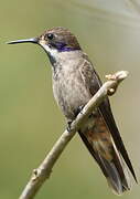 Brown Violetear