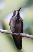 Colibri de Delphine