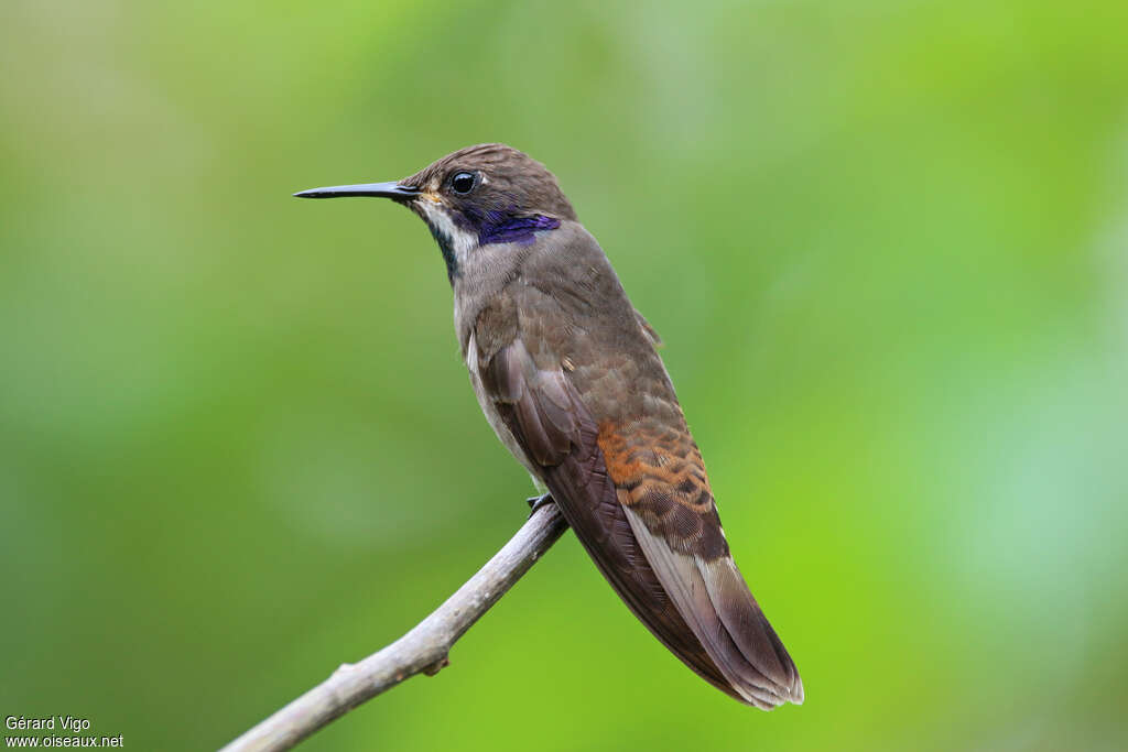 Brown Violetearadult, identification