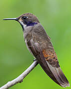 Brown Violetear