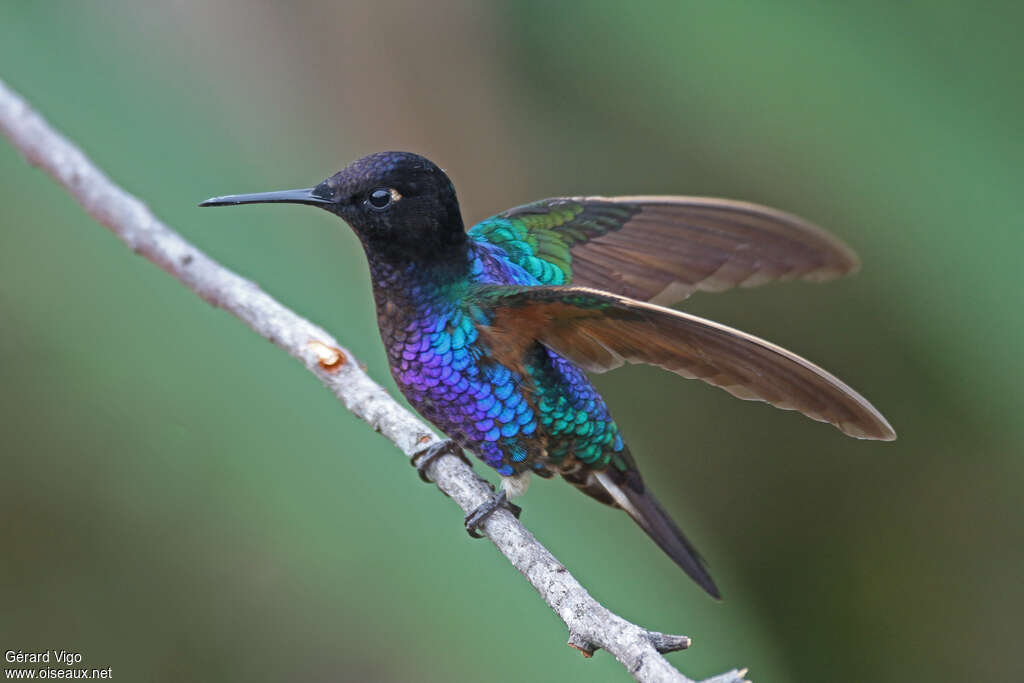 Velvet-purple Coronetadult, identification