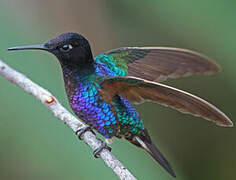 Velvet-purple Coronet