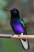 Velvet-purple Coronet