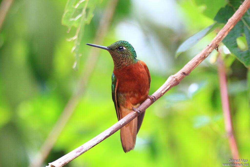 Chestnut-breasted Coronetadult