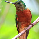 Colibri de Matthews