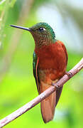 Chestnut-breasted Coronet