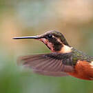 Colibri de Mitchell