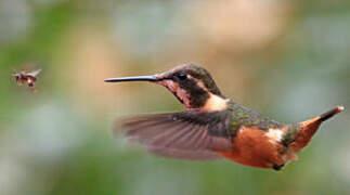 Purple-throated Woodstar