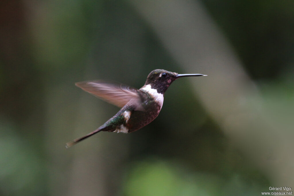 Purple-throated Woodstar male adult