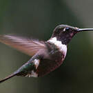 Colibri de Mitchell