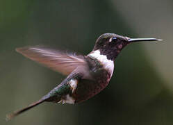 Purple-throated Woodstar