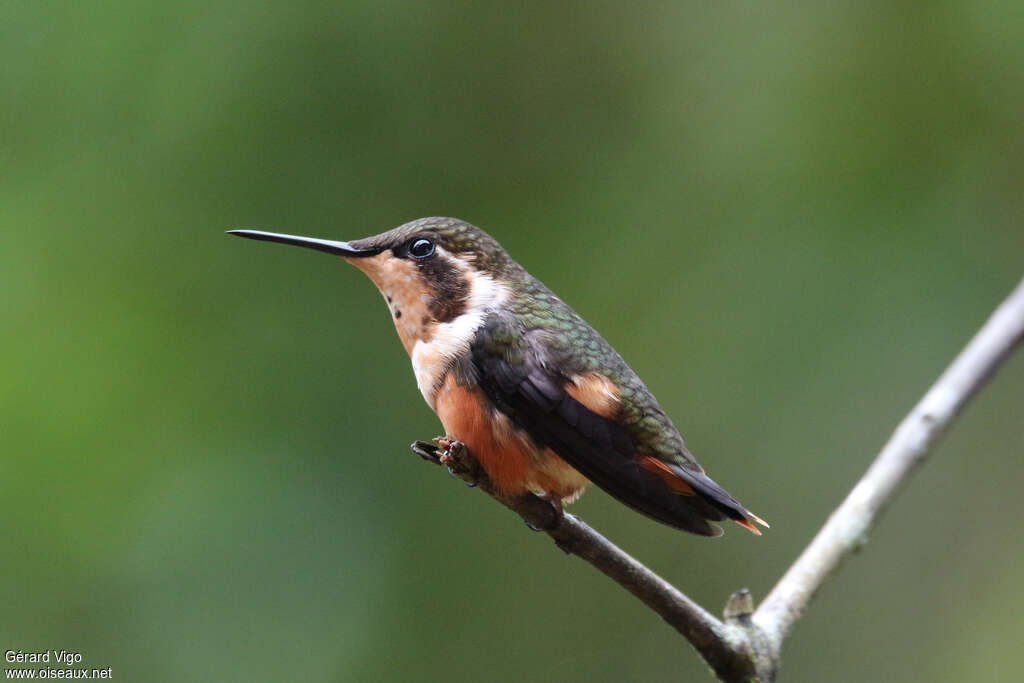 Purple-throated Woodstar female adult, identification