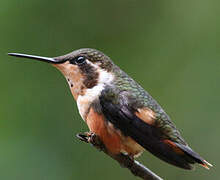 Purple-throated Woodstar