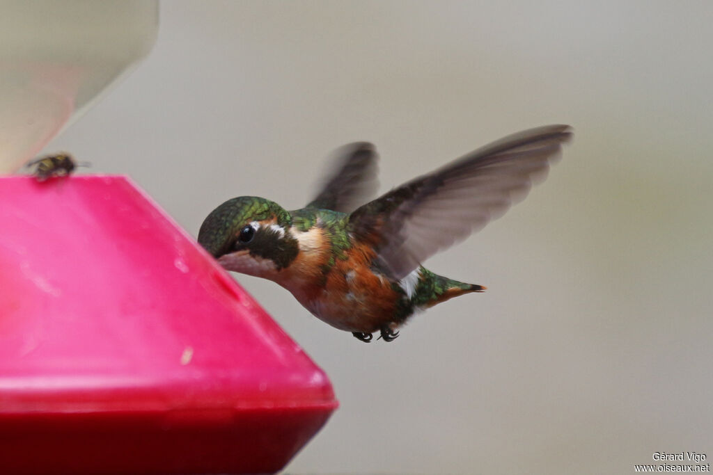 Colibri de Mulsant femelle adulte