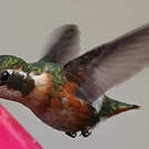 Colibri de Mulsant
