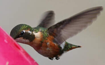 Colibri de Mulsant