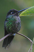 Rivoli's Hummingbird