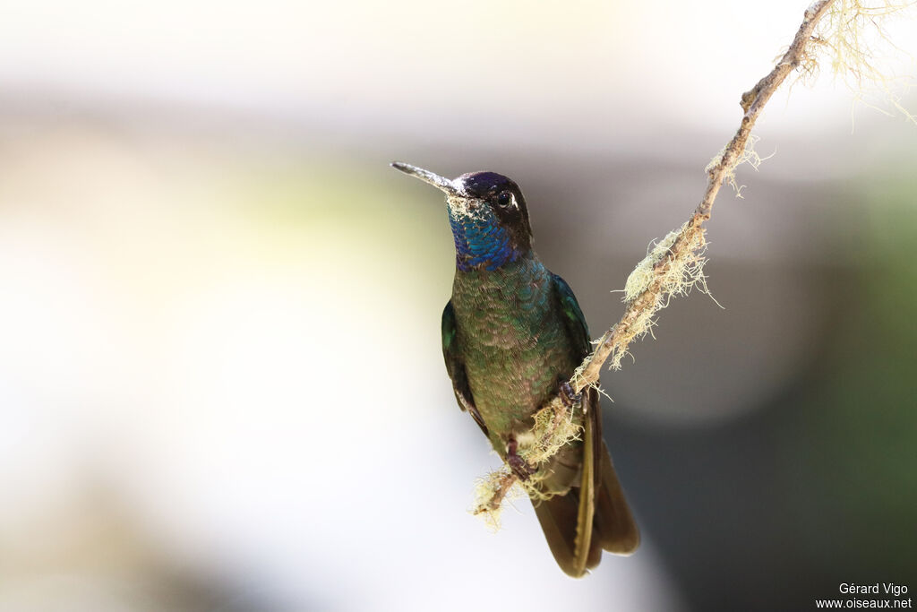 Colibri de Rivoli mâle adulte