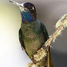 Colibri de Rivoli