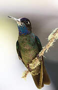 Rivoli's Hummingbird