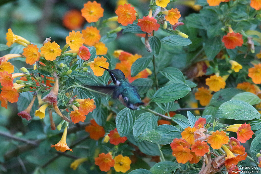 Colibri de Santa Marta femelle, adulte