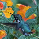 Colibri de Santa Marta