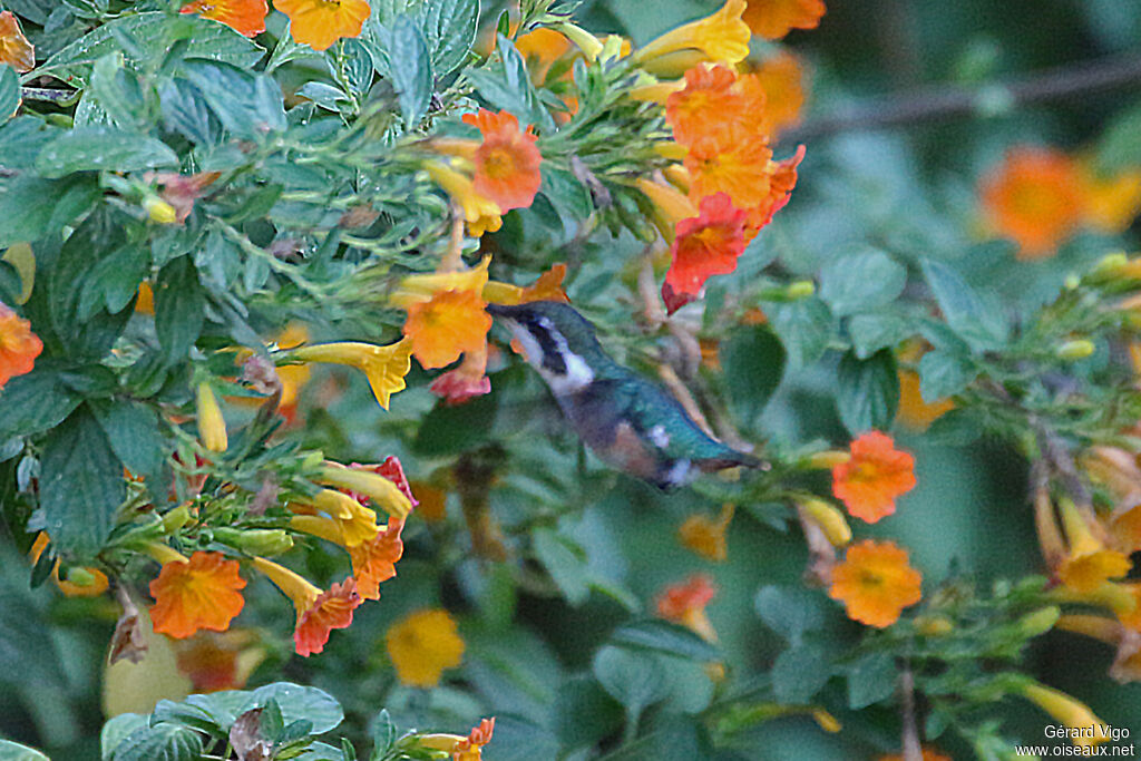 Colibri de Santa Marta femelle, adulte