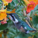 Colibri de Santa Marta