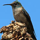 Colibri du Chimborazo