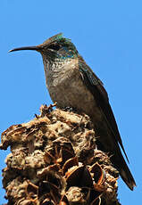 Colibri du Chimborazo