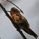 Colibri étincelant