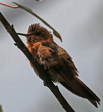 Colibri étincelant