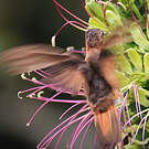 Colibri étincelant