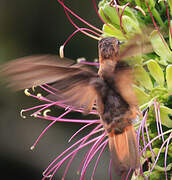 Colibri étincelant