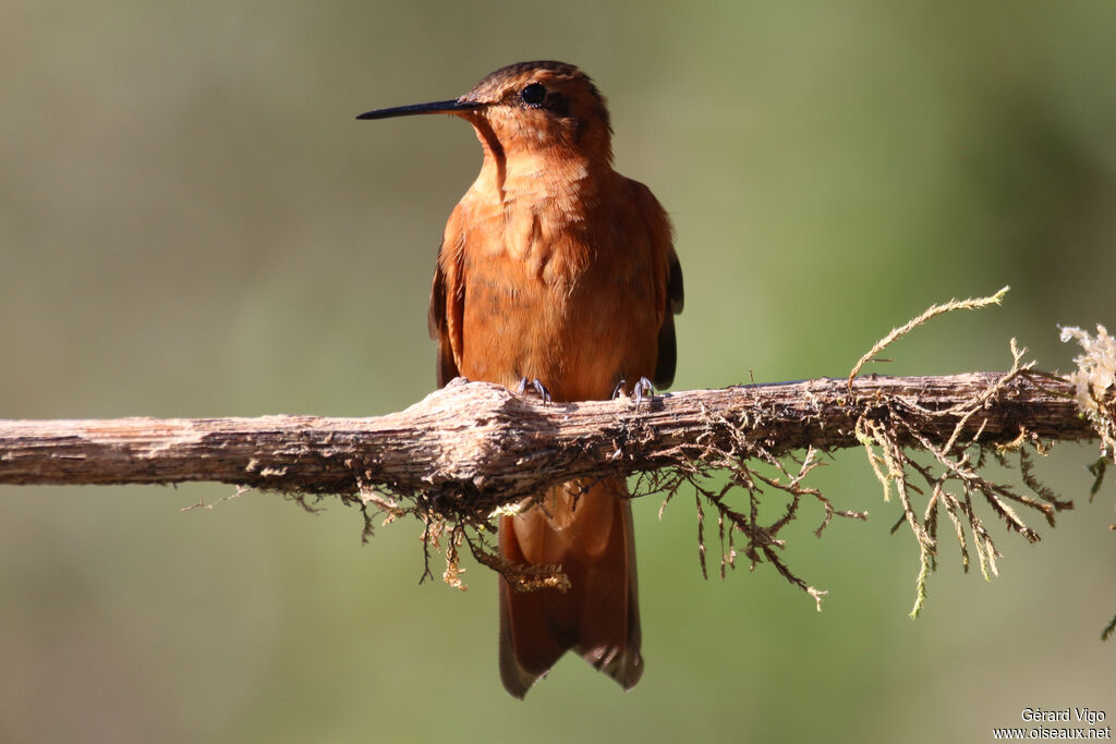 Colibri étincelantadulte