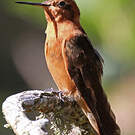 Colibri étincelant
