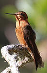 Colibri étincelant