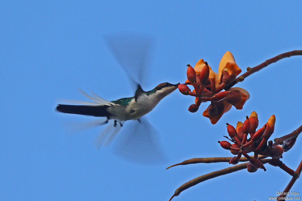 Purple-crowned Fairyadult, Flight, eats