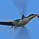 Colibri féérique