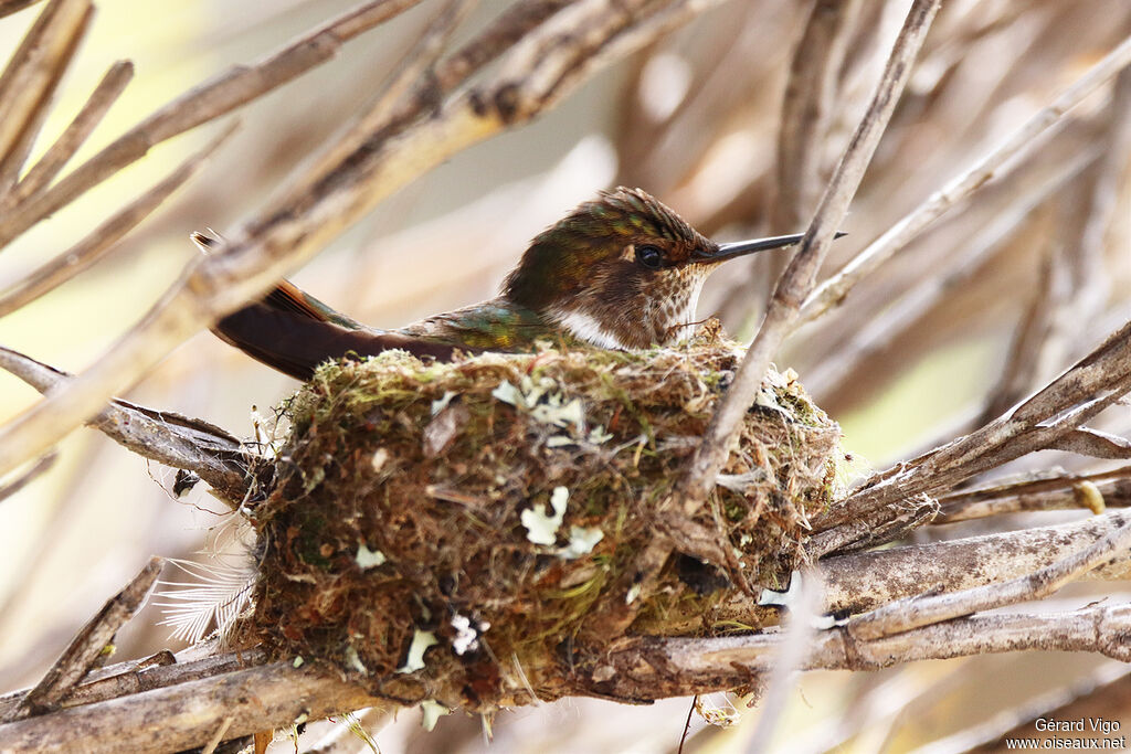 Volcano Hummingbird female adult, Reproduction-nesting