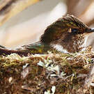 Colibri flammule