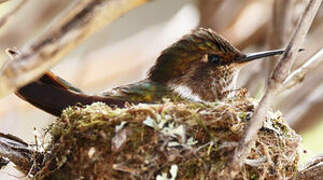 Volcano Hummingbird