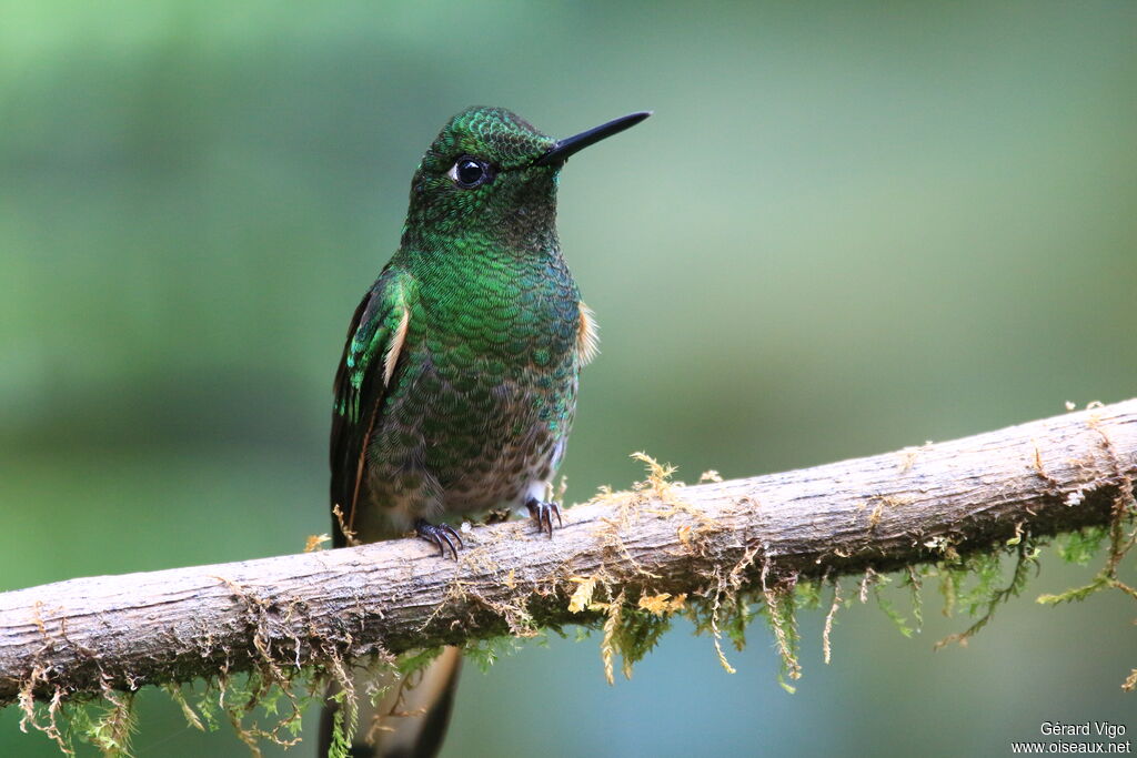 Colibri flavescentadulte