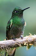 Buff-tailed Coronet