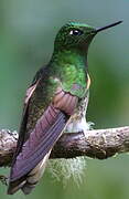 Colibri flavescent